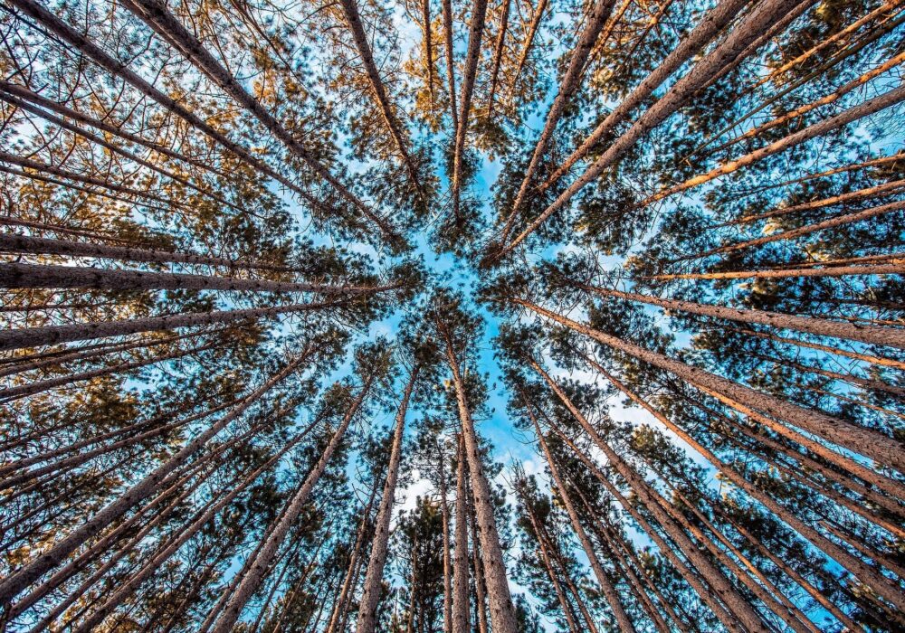 Sustainable forest viewed from below, highlighting renewable biomass resources and responsible forestry.