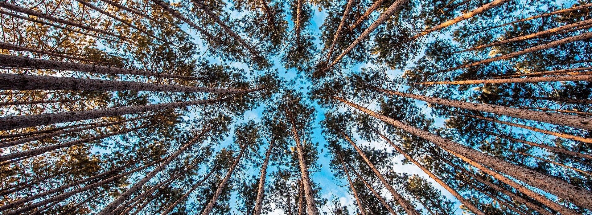 Sustainable forest viewed from below, highlighting renewable biomass resources and responsible forestry.