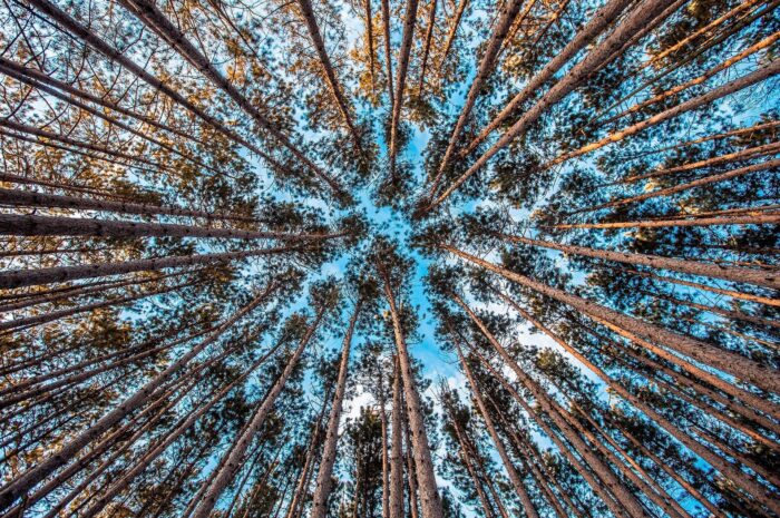 Sustainable forest viewed from below, highlighting renewable biomass resources and responsible forestry.