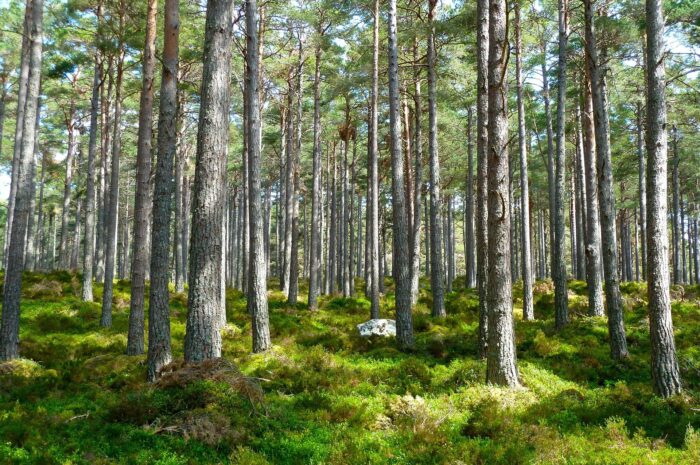 Sustainably managed forest providing renewable biomass resources for energy production.