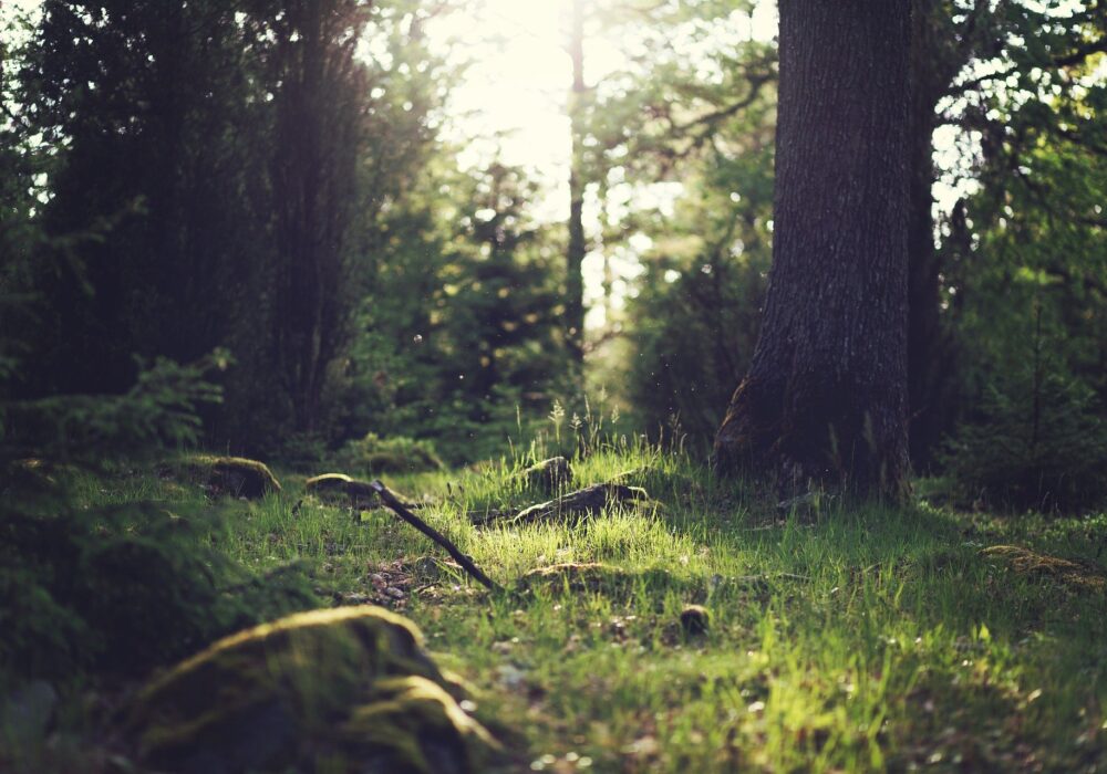 a beautiful image from the forest. sun is at the background