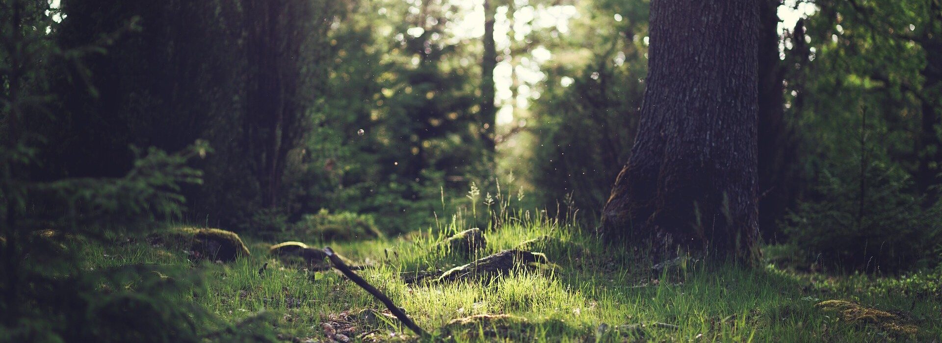 a beautiful image from the forest. sun is at the background