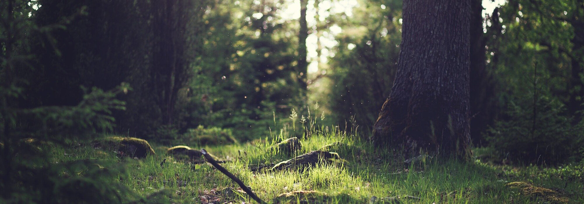 a beautiful image from the forest. sun is at the background