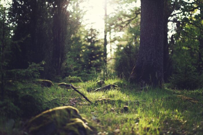 a beautiful image from the forest. sun is at the background